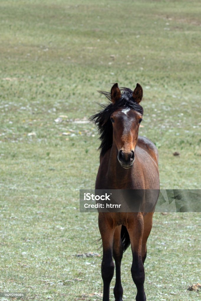 Curious young chestnut yearling colt wild horse in the Pryor mountains of Montana United States Animal Stock Photo