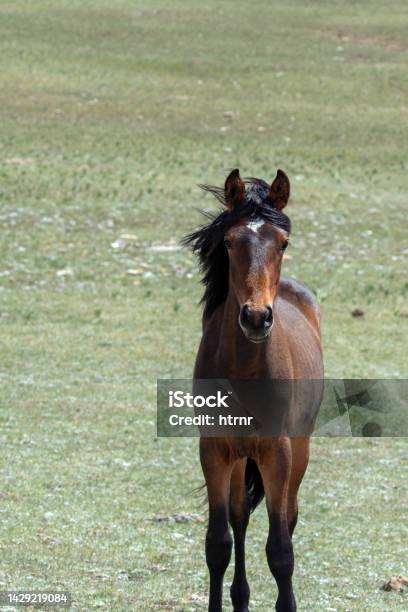 Curious Young Chestnut Yearling Colt Wild Horse In The Pryor Mountains Of Montana United States Stock Photo - Download Image Now