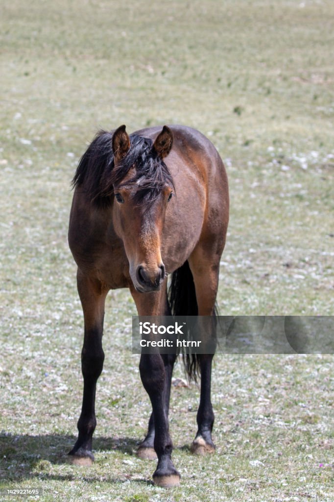 Yearling sorrel chestnut colt wild horse in the Pryor mountains of Wyoming United States Animal Stock Photo