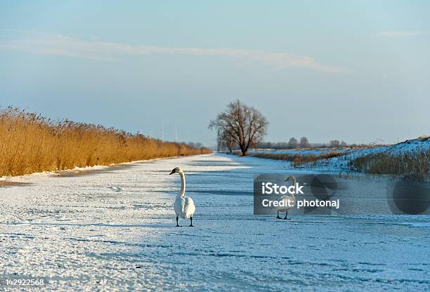 Swans Walking On Ice In Winter Stock Photo - Download Image Now - Almere, Animal Wildlife, Animals In The Wild