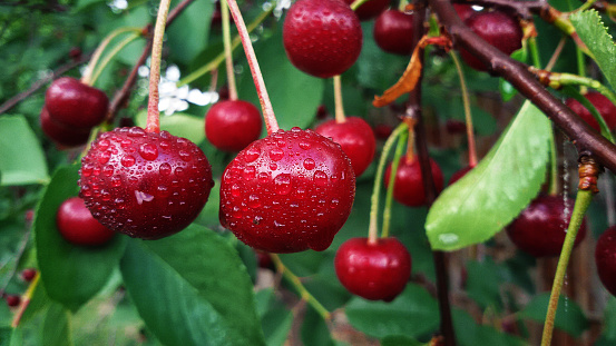 Raindrops on fresh cherries in the garden close-up