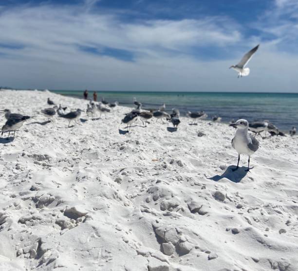 istock Seagulls on a white sandy beach with ocean in background 1429229162