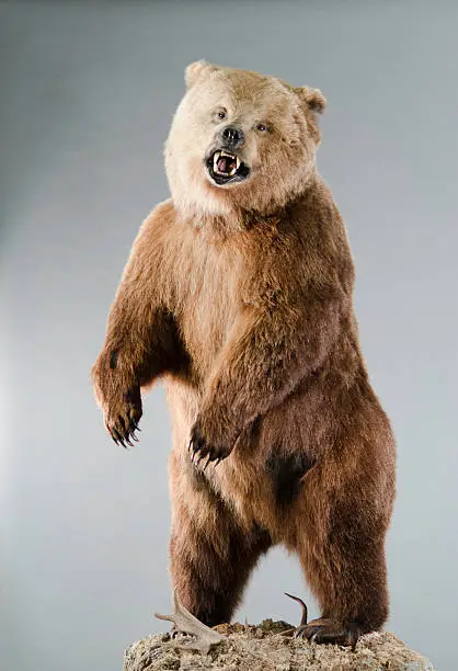 Photo of Angry Grizzly Bear on Hind Legs