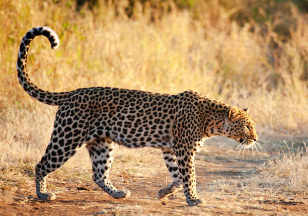 istock Beautiful Madikwe wildlife picture 1429231275