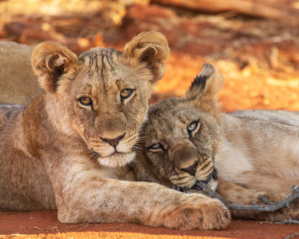istock Beautiful Madikwe wildlife picture 1429231343