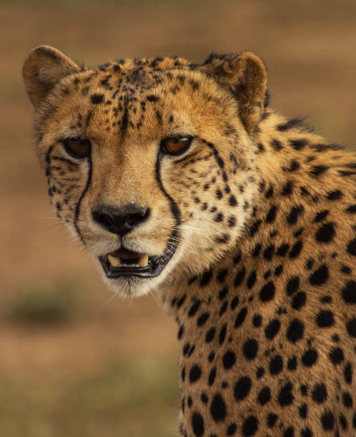istock Beautiful Madikwe wildlife picture 1429231346