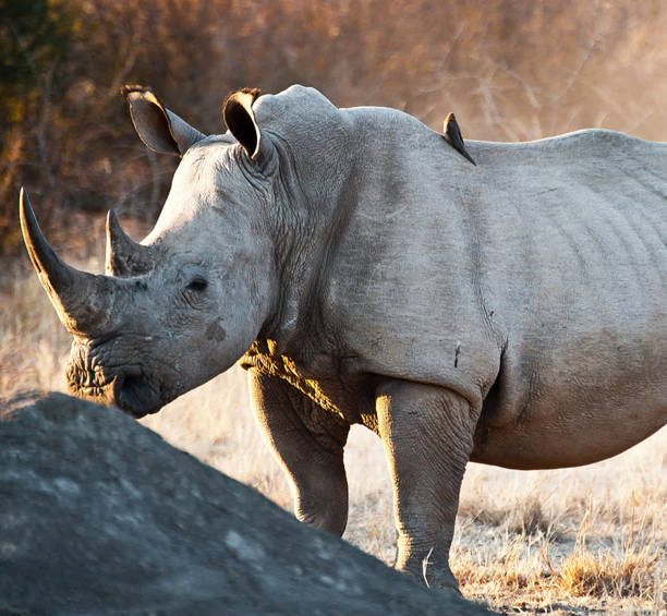 istock Beautiful Madikwe wildlife picture 1429231372