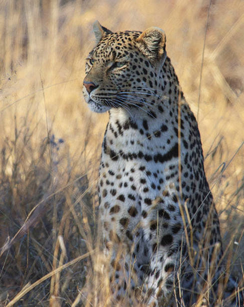 istock Beautiful Madikwe wildlife picture 1429231451