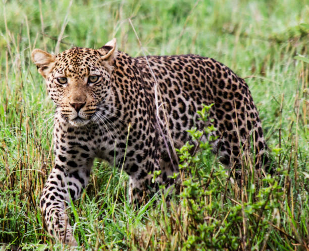 istock Beautiful Madikwe wildlife picture 1429231466