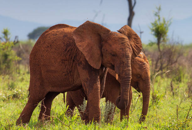 istock Beautiful Madikwe wildlife picture 1429231606