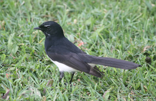 istock Willie wagtail bird standing on green grass 1429231705