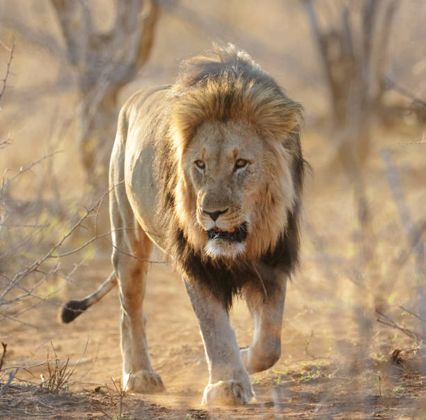 istock Beautiful Madikwe wildlife picture 1429231751