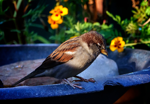 A Sparrow on the edge of the bird bath