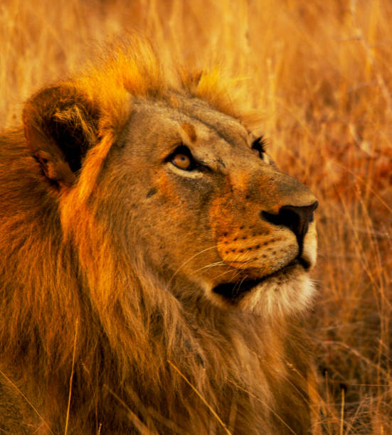 istock Beautiful Madikwe wildlife picture 1429231883
