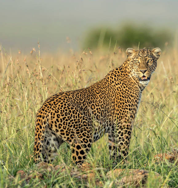 istock Beautiful Madikwe wildlife picture 1429232162