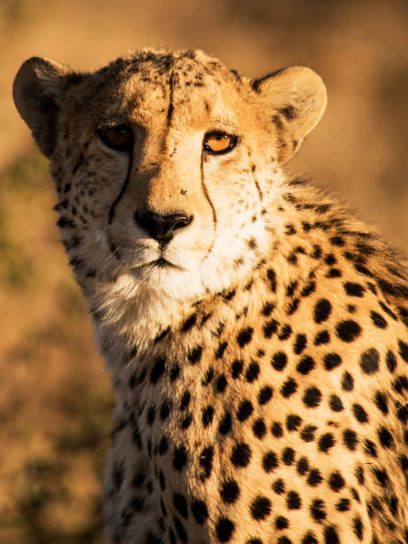 istock Creative Madikwe wildlife picture 1429233121