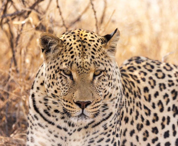 istock Creative Madikwe wildlife picture 1429233149