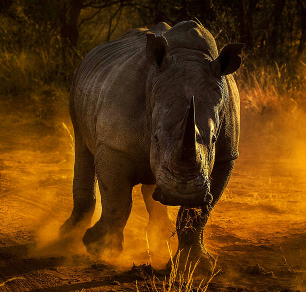 istock Creative Madikwe wildlife picture 1429233232