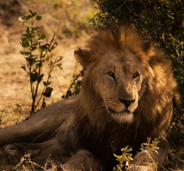 istock Creative Madikwe wildlife picture 1429233245