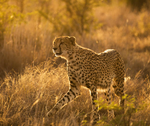 istock Creative Madikwe wildlife picture 1429233298