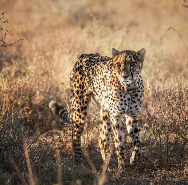 istock Creative Madikwe wildlife picture 1429233410
