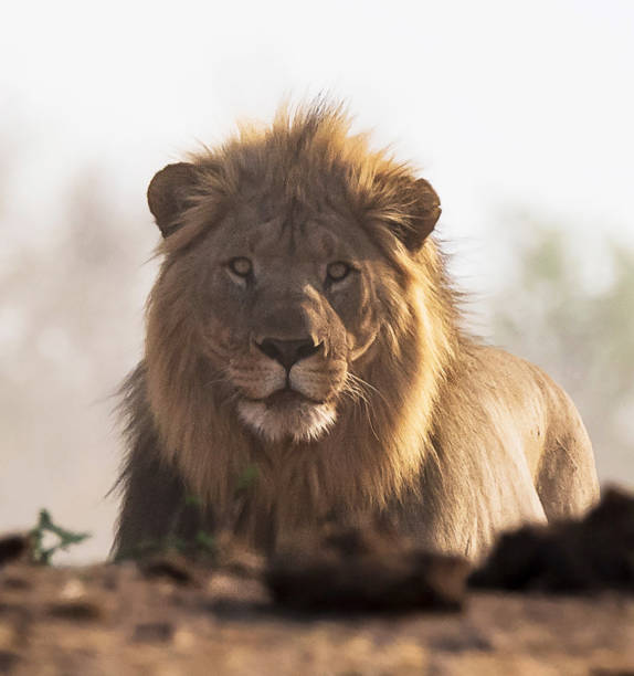 istock Creative Madikwe wildlife picture 1429233456