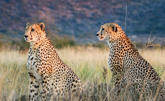 portrait of a two cheetah on a background of savanna
