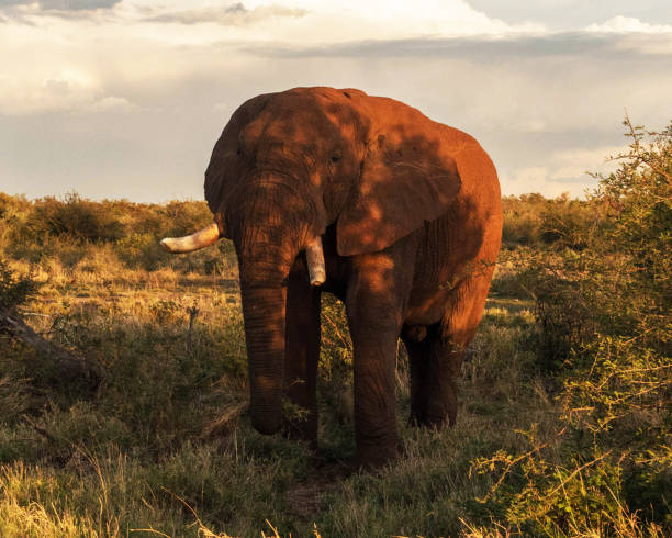 istock Creative Madikwe wildlife picture 1429233510