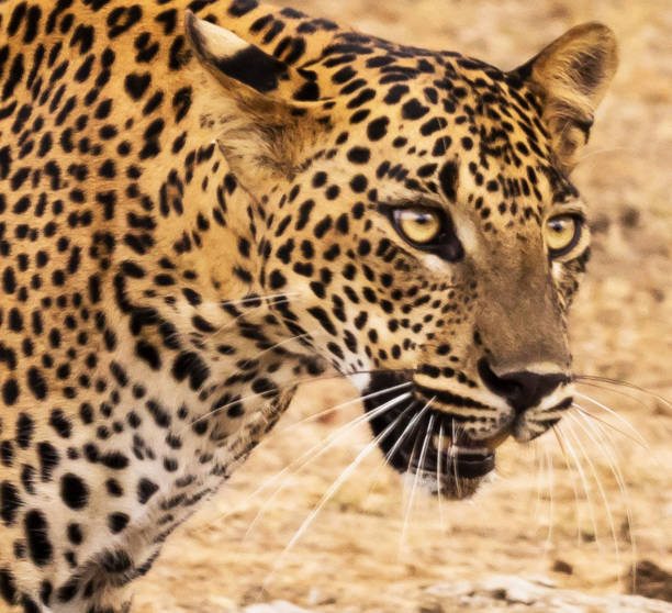 istock Creative Madikwe wildlife picture 1429233523
