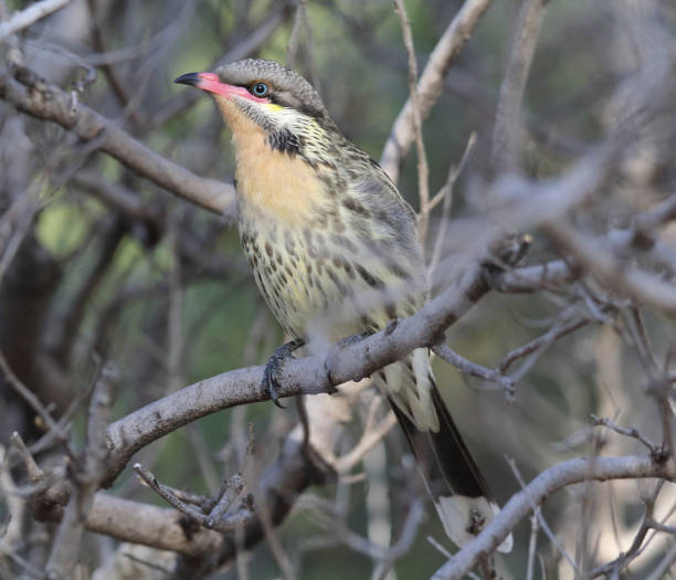 istock Spiny-cheeked honeyeater bird sitting on a tree branch 1429237016