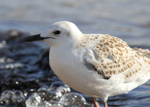 pássaro gaivota de gaivota de prata parado no oceano em uma praia - 3149 - fotografias e filmes do acervo