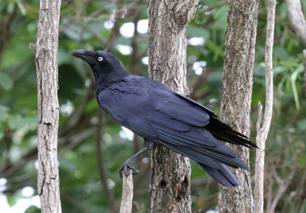 istock Torresian crow bird sitting on a tree 1429241674