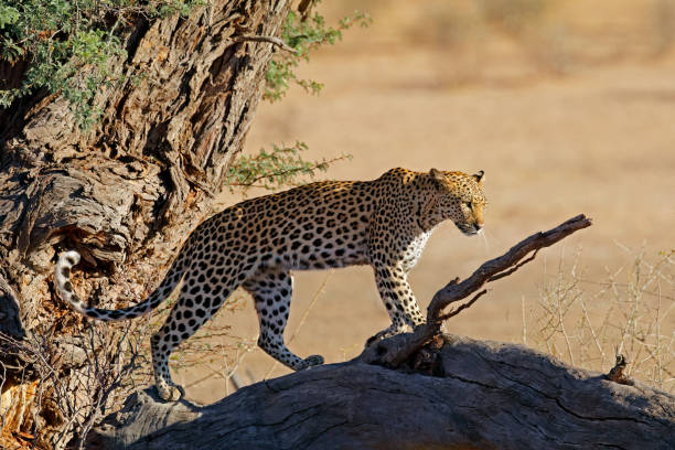 istock A leopard (Panthera pardus) in a tree, Kalahari desert, South Africa 1429243137