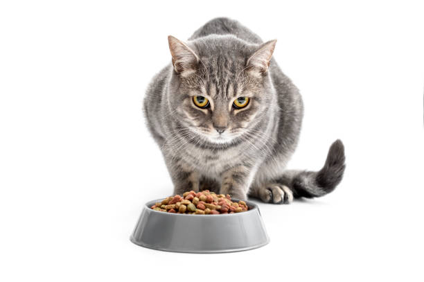 Grey cat near his feed bowl. Isolated on white. stock photo