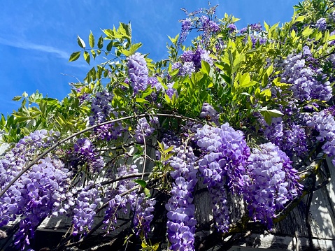 Horizontal landscape of purple wisteria vine top flowering in bloom on front porch roof with green leaves and branches against Australian blue sky background