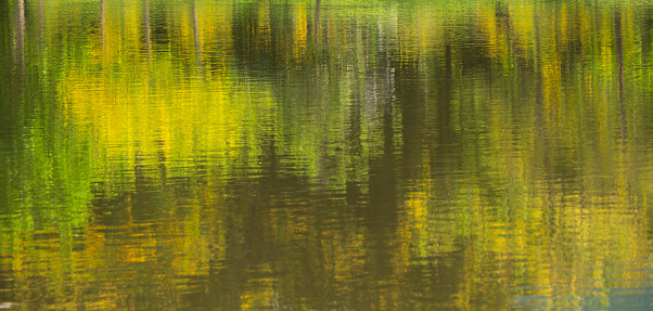 Green trees and yellow flower reflected on water of pond in the park, blurred abstract background