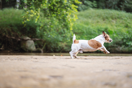 Jack Russell Terrier freedom time run with super speed in a river in forest