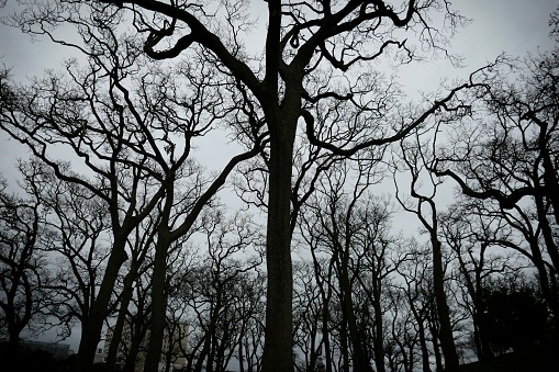 Forest of naked winter oak trees silhouetted against a grey overcast sky.