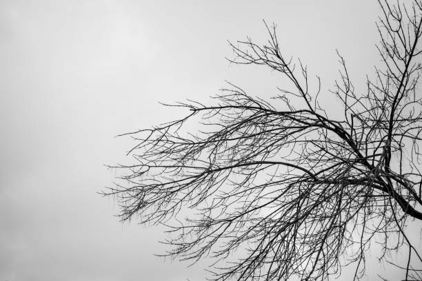 Black and white photograph of a withered tree