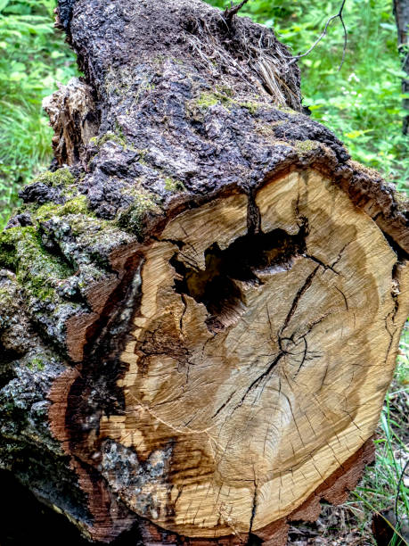 istock old picturesque stump in a mixed forest 1429255499