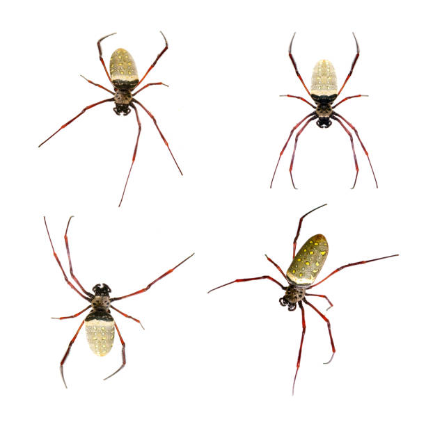 group of batik golden web spider (nephila antipodiana) on white background. insect. animals. - antipodiana imagens e fotografias de stock