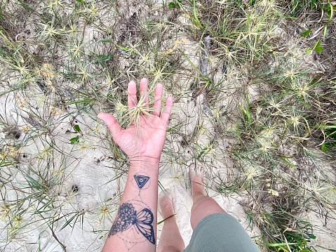 Horizontal seascape looking down at hand holding grass tumbleweed amongst sand dune  grass seen on beach walk Australia