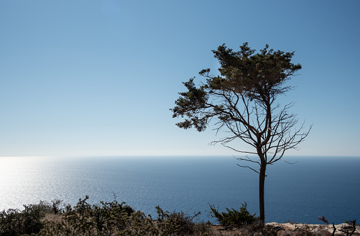 A tree on the edge of Fika Phatso Dam, with the water in the background and the reflection of mountains in the water