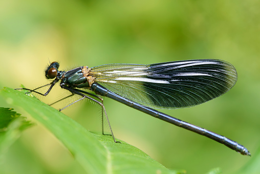 Male of a small shiny dragonfly Banded demoiselle (Calopteryx splendens) on the grass on the river bank