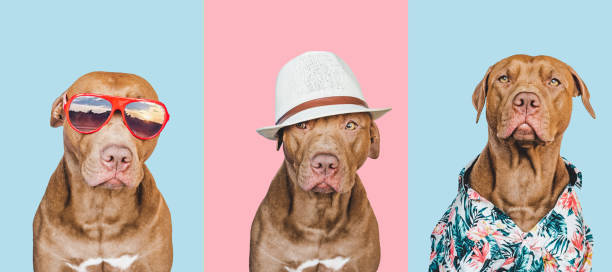 istock Lovable, pretty brown puppy, sun hat and sunglasses 1429259803