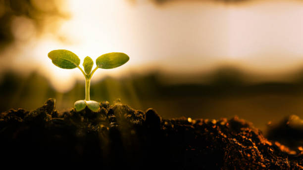 istock Green young plant sprout growing in the ground 1429261142