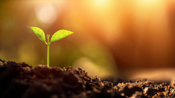 brote de planta joven verde que crece en el suelo - nature spring new life tree fotografías e imágenes de stock