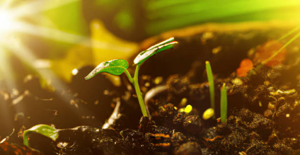 istock Green young plant sprout growing in the ground 1429261244