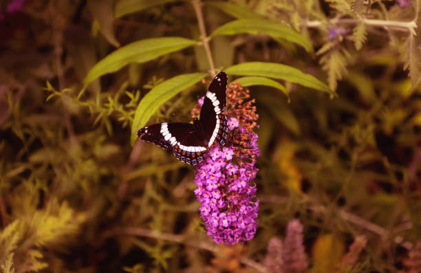 A white admiral butterfly with small parts of its wings missing sitting atop purple summer lilacs during summer in Niagara Falls, Ontario, Canada.