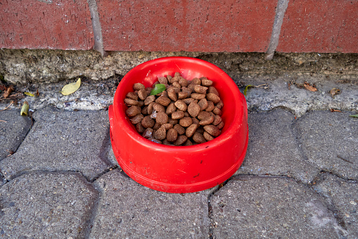 Pet Food For Stray Animals